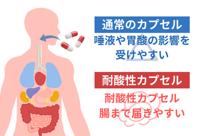 耐酸性カプセル 腸